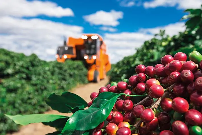 Levantamento: Colheita do café avança lentamente e atinge 9% da safra no Brasil