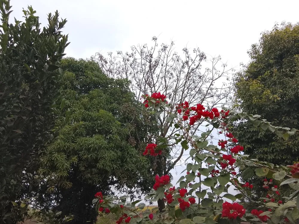 Previsão: Domingo tem chances de pancadas de chuvas, além de sol e aumento de temperaturas em MS