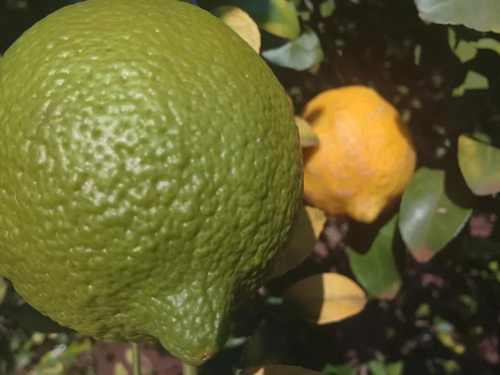 Crescimento: Mato Grosso do Sul atualiza cenários na maior feira de citricultura da América Latina