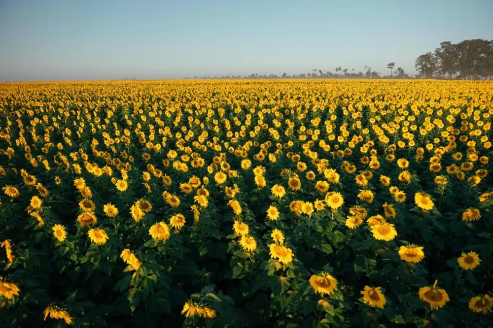  Produtor rural de MS transforma lavoura de girassóis em poesia visual e cenário de encantamentos