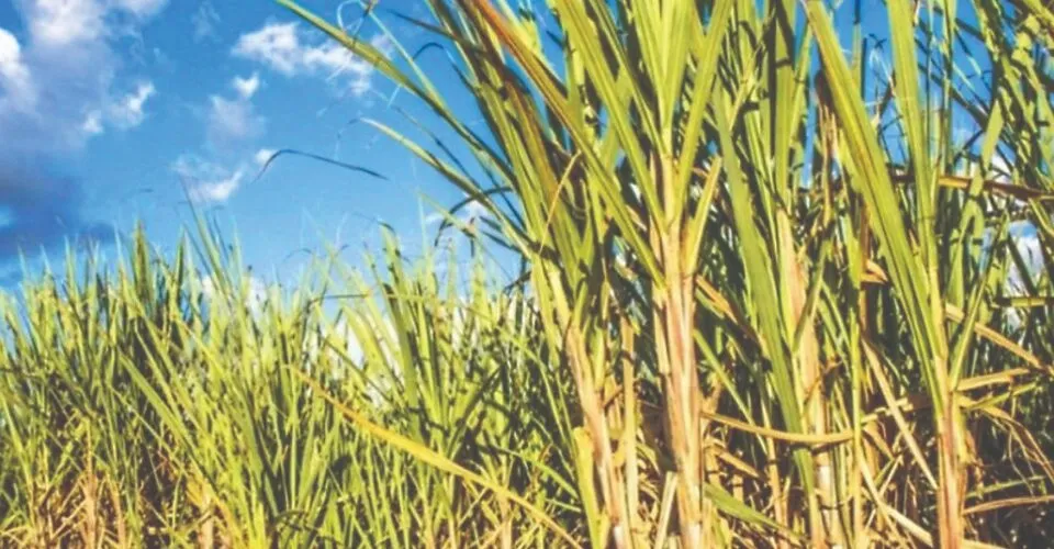 Ranking: Produtividade! MS, MG e GO correspodenm a 42,5% da produção de cana-de-açúcar do Brasil