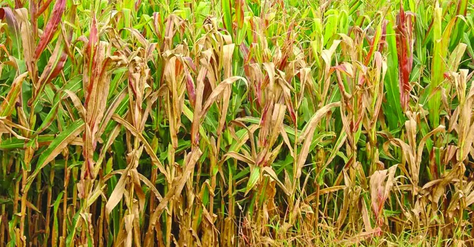 Lavoura Doença provocada pela cigarrinha desafia produtores de milho em Mato Grosso do Sul