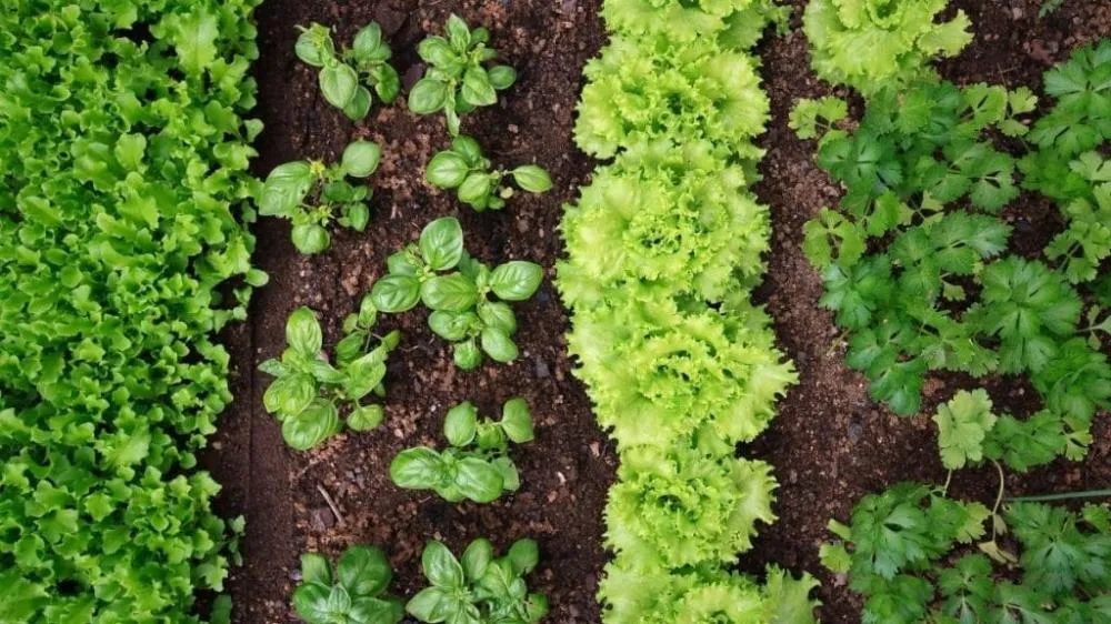 MS Fora da Lista. Agricultores familiares de 10 estados serão beneficiados