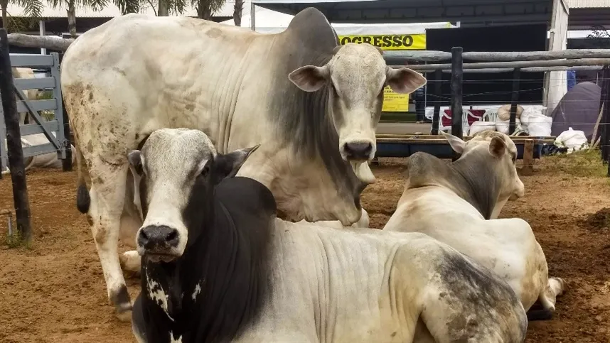 A partir de setembro, União Europeia veta compra de carne brasileira