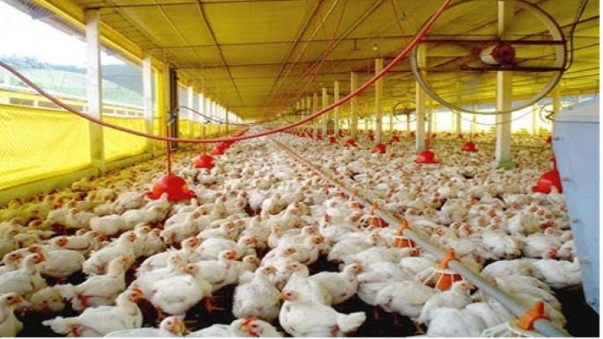 Descartado caso suspeito de gripe aviária em Mato Grosso do Sul